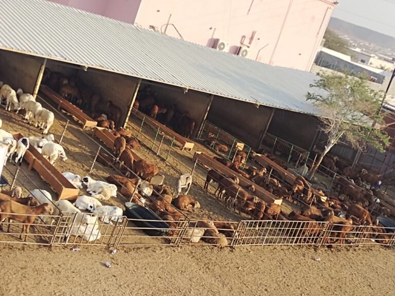حظيرة تربية أغنام سواكني حري وبلدي في مزارع مطاعم بن واصل بجدة.