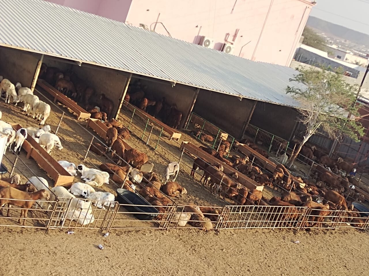 حظيرة تربية أغنام سواكني حري وبلدي في مزارع مطاعم بن واصل بجدة.